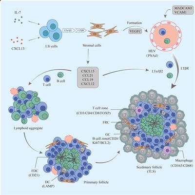 Tertiary lymphoid structures in pancreatic cancer: a new target for immunotherapy